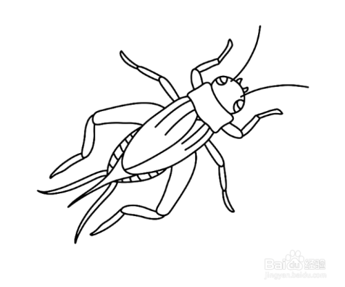 蟋蟀的简笔画 蟋蟀的简笔画最简单