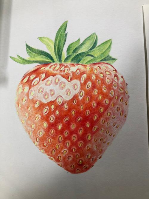 草莓素描画 静物图片