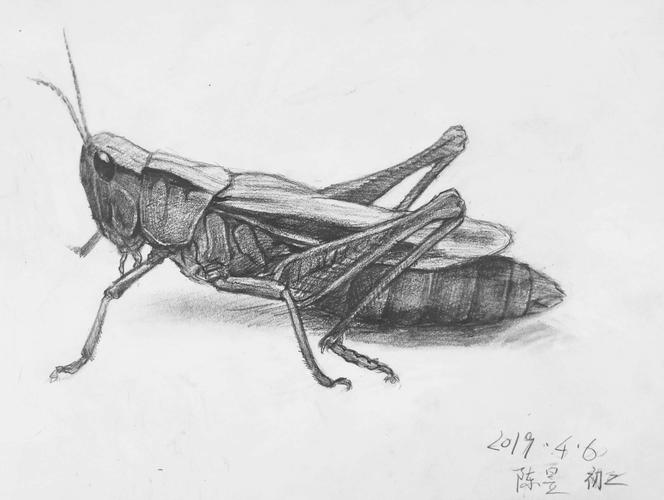 昆虫素描画