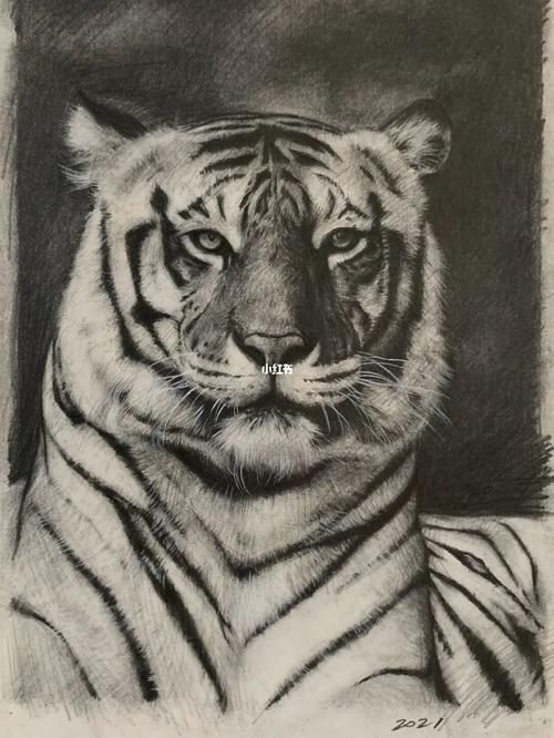 老虎的素描 老虎的素描画