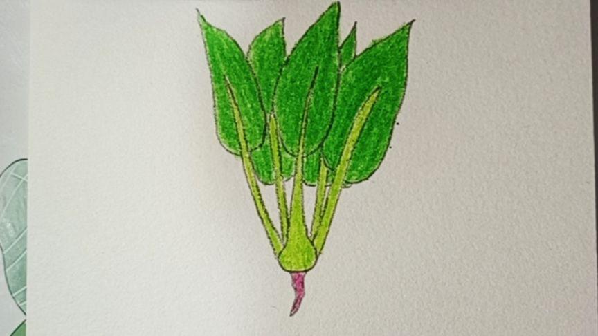 菠菜画法简笔画图片