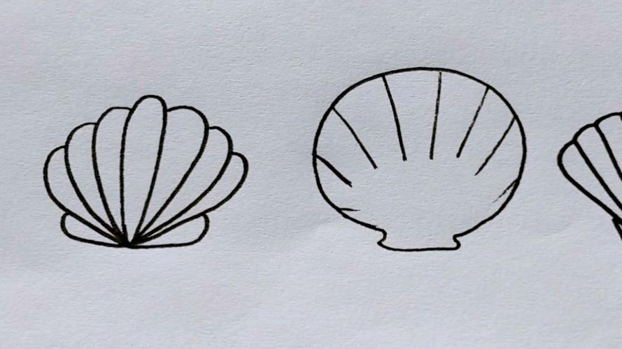 怎么画贝壳 怎么画贝壳简笔画图片
