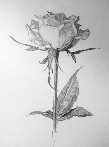 玫瑰素描图片 素描玫瑰花的画法步骤