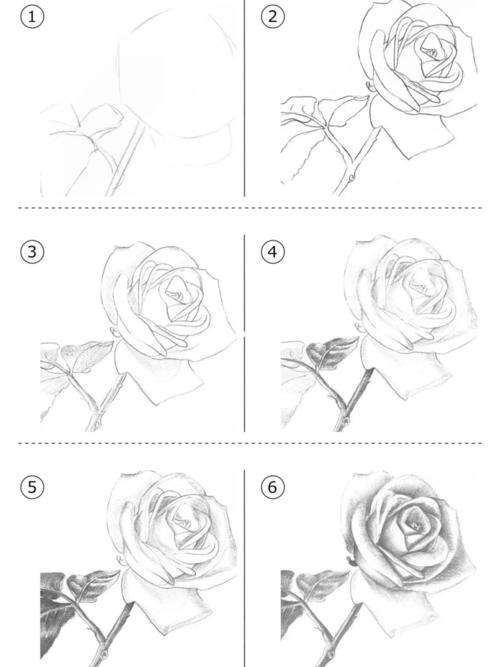 玫瑰花漫画画法步骤图片