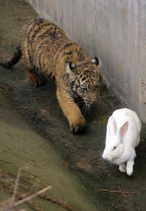 老虎与兔子 老虎与兔子属相合不合