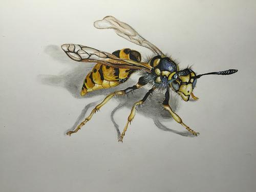黄蜂怎么画 变形金刚大黄蜂怎么画