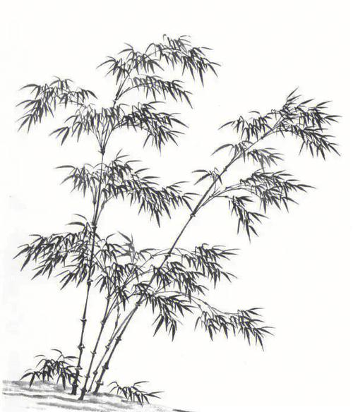 竹子的画法 竹子的画法简单又好看
