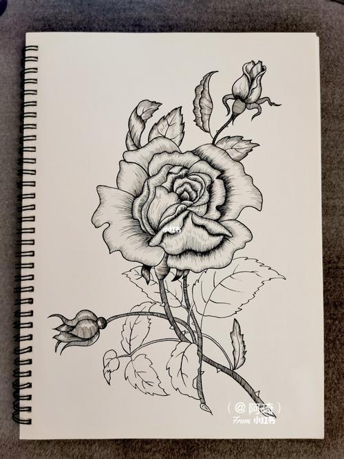 玫瑰花怎么画 玫瑰花怎么画简单好看