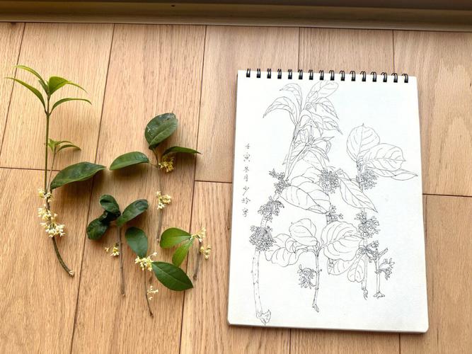 桂树简笔画简单又漂亮 桂树简笔画简单又漂亮线条图
