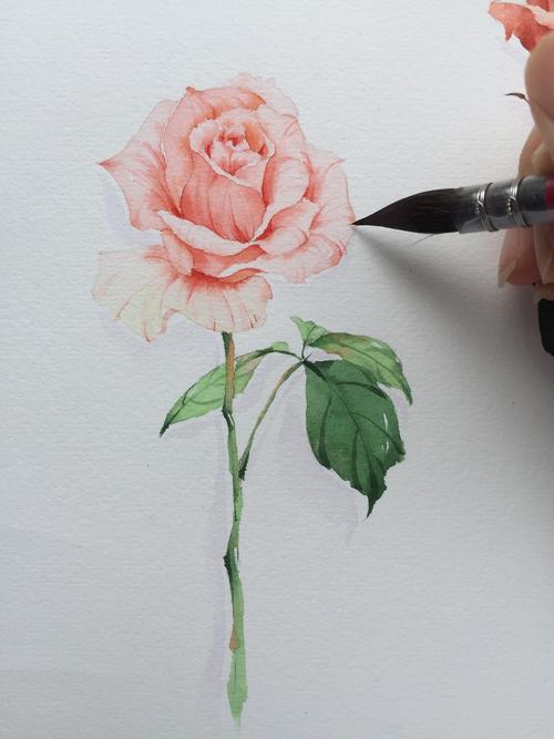 玫瑰花水彩画 玫瑰花水彩画简单步骤