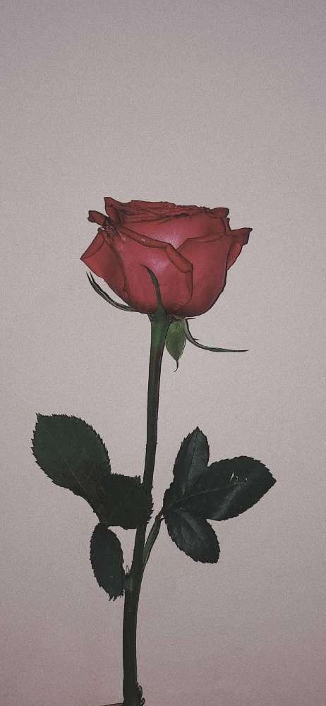 单朵玫瑰花图片