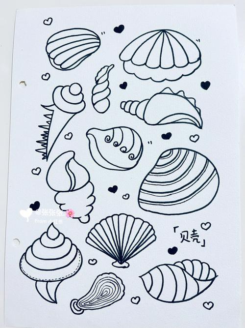 贝壳的画法简笔画图片