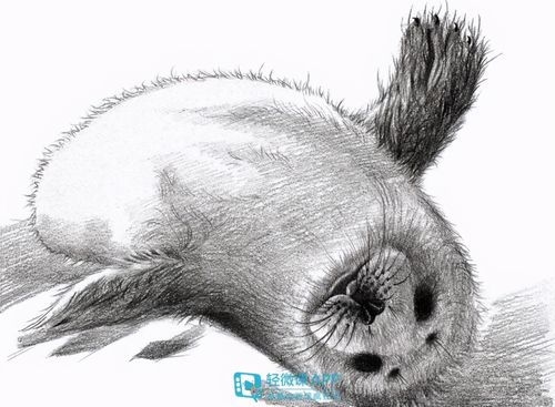铅笔画动物 铅笔画动物素描