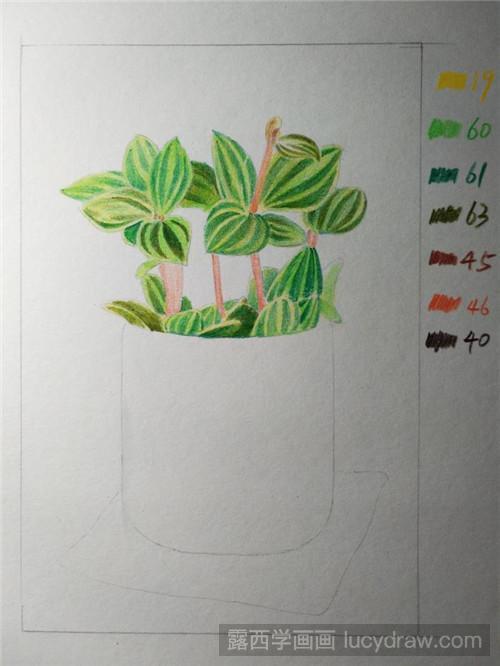 植物彩铅画 植物线描画