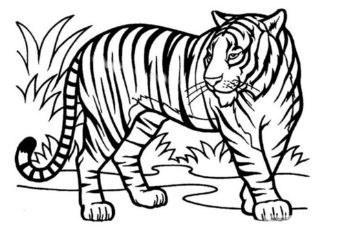 虎怎么画简单又可爱 虎怎么画简单又可爱图片