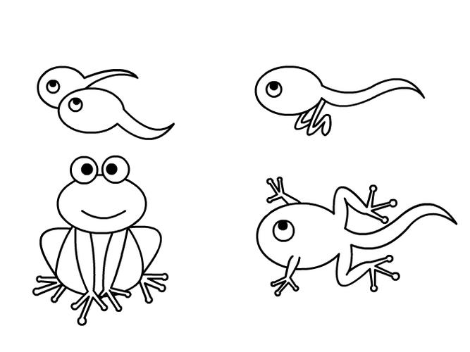 小蝌蚪变青蛙五个图简笔画 