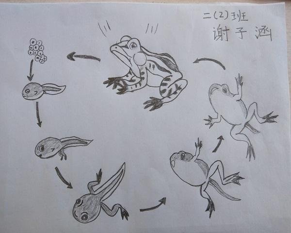 小蝌蚪进化简笔画