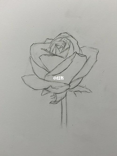 玫瑰花的画法 玫瑰花的画法简笔画
