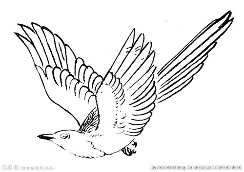 飞翔的喜鹊简笔画图片