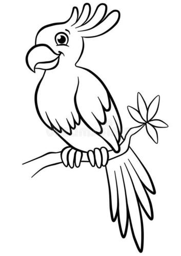 金刚鹦鹉简笔画图片