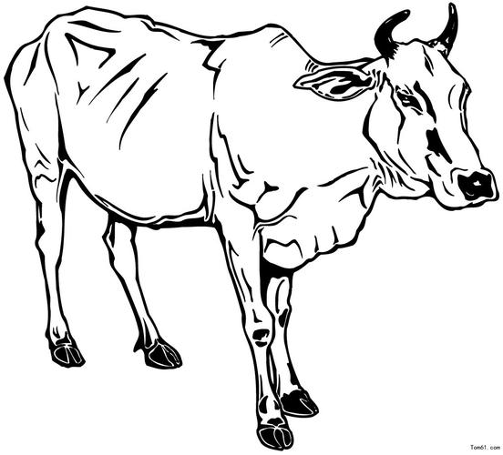 站立的牛的画法图片