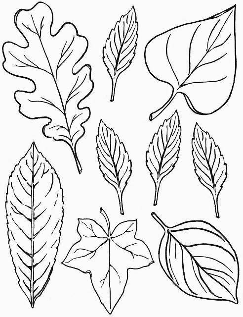 树叶简笔画简单又好看 树叶简笔画简单又好看带颜色