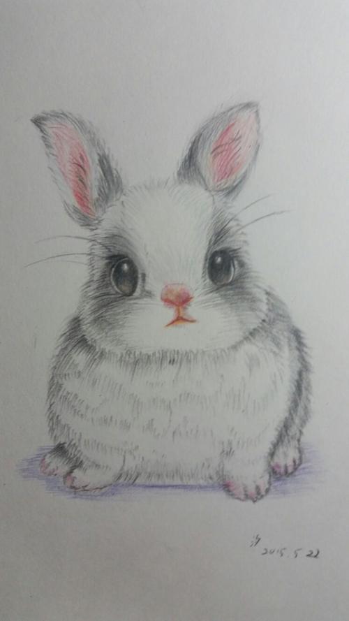 兔子彩铅画 简单的真实兔子彩铅画