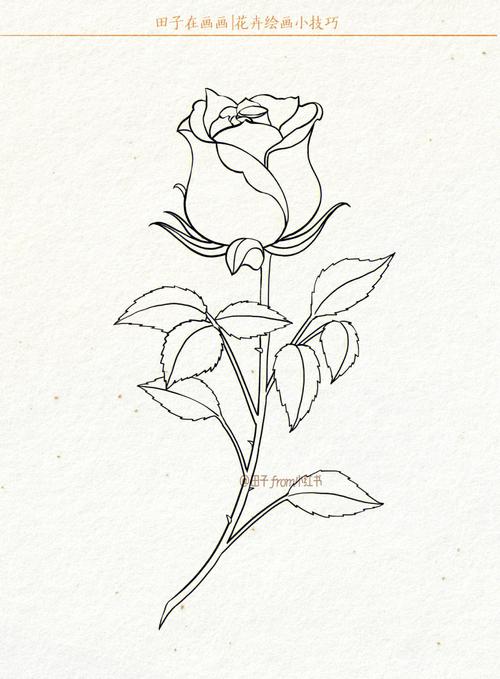 玫瑰花的简单画法 玫瑰花的简单画法简笔画