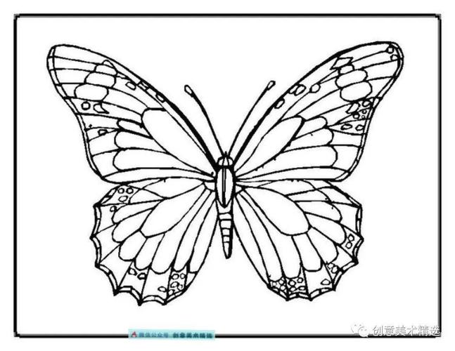 画一只最难的蝴蝶图片