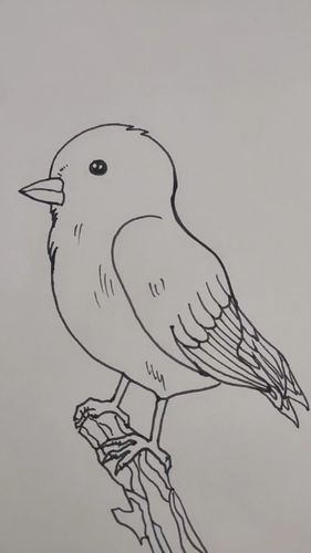可爱的小鸟简笔画 可爱的小鸟简笔画怎么画