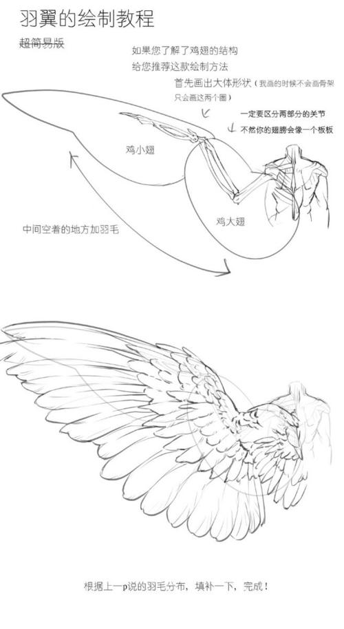 鸟的翅膀怎么画 鸟的翅膀怎么画简笔画
