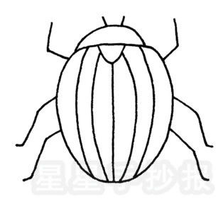 甲虫怎么画 甲虫怎么画简单又漂亮