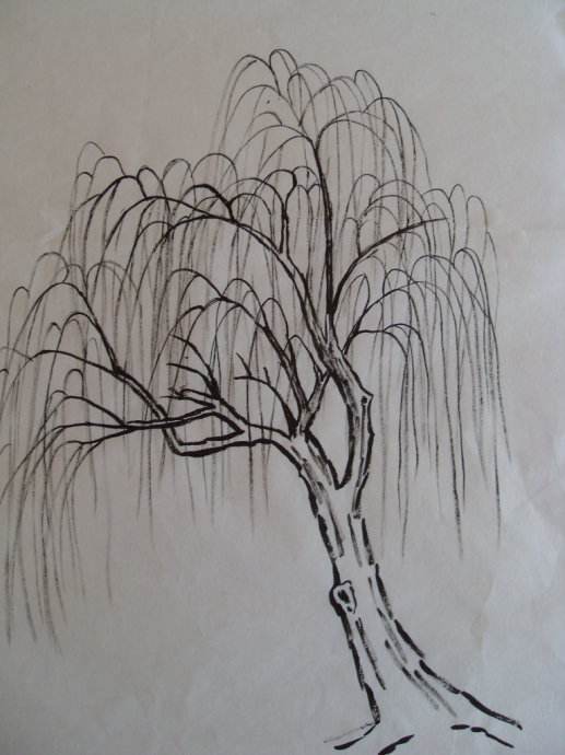 柳树的简笔画 简单图片