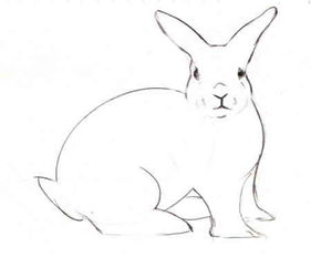 小白兔简笔画图片 小白兔简笔画图片可爱