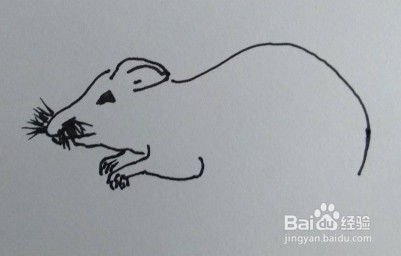 简笔老鼠怎么画 老鼠怎么画