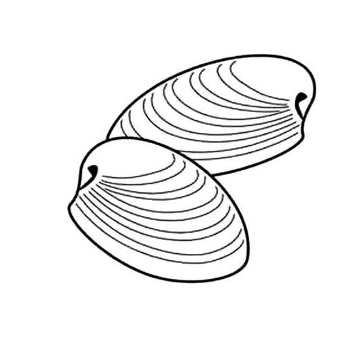 贝壳的简笔画 贝壳的简笔画图片大全集
