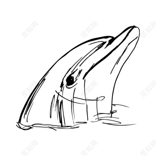 海豚图片手绘简笔画 海豚图片手绘简笔画7
