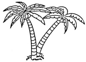 简笔画椰子树 简笔画椰子树涂色