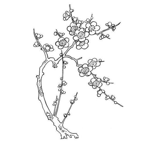 梅树枝画法图片