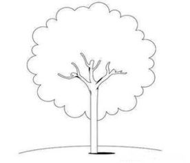 大树怎么画简单又好看 怎样画树简单画法