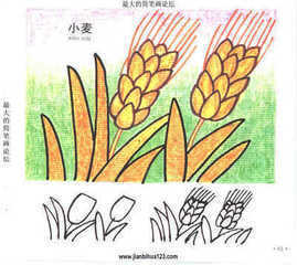 小麦的简笔画 小麦的简笔画怎么画