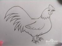 公鸡怎么画简笔画 公鸡怎么画简笔画图片鸡的画法