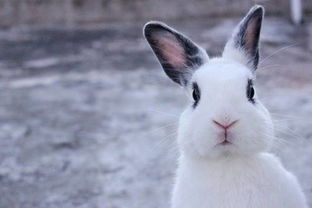 兔耳朵简笔画 兔耳朵简笔画图片大全
