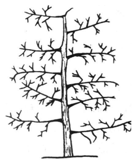 儿童画枣树简单的画法图片