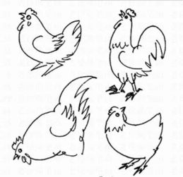 画鸡的图片简笔画 画鸡的图片简笔画配图