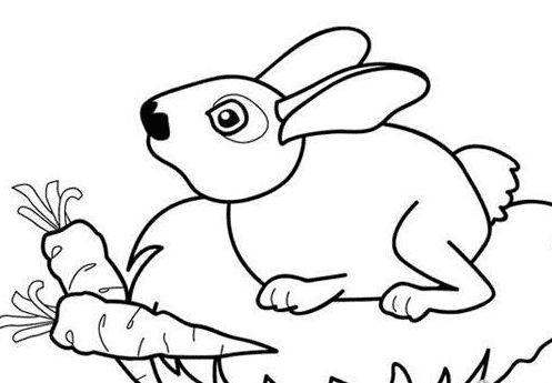 兔兔简笔画 小白兔简笔画