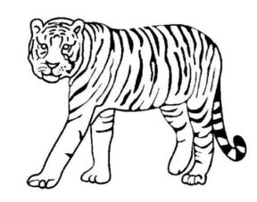 简单的老虎怎么画 老虎怎么画好看又简单