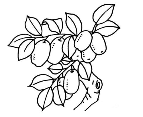 枣树简笔画 简单图片