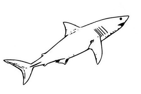 大白鲨简笔画一步一步图片