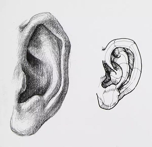 3像耳朵听声音简笔画图片